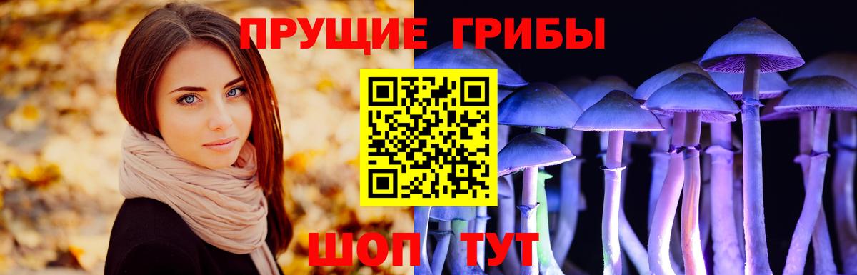 Каменка  Галлюциногенные грибы Psilocybe  Вход с VPN 
